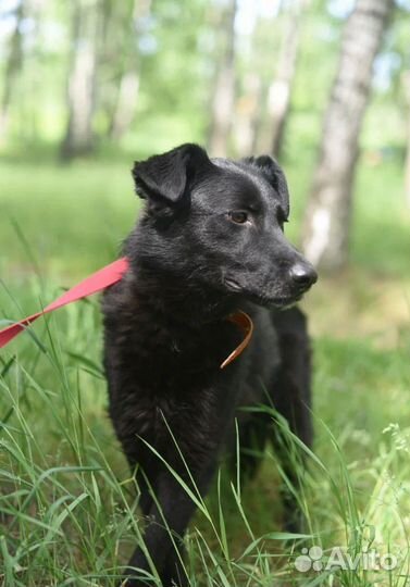 Собака из приюта ищет дом