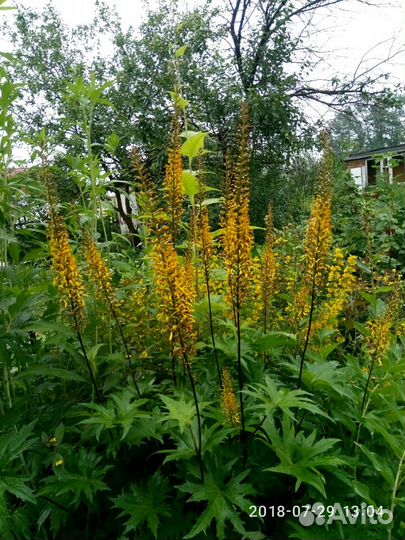 Многолетники высокие