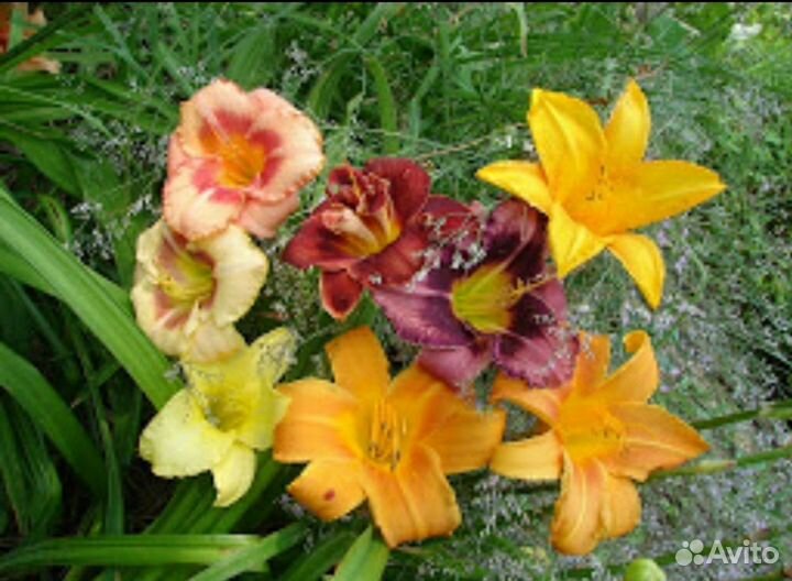 Смолка и многолетние цветы