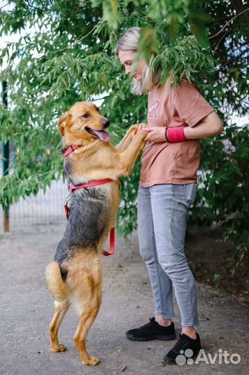 Баффи, очень умная собака ищет семью