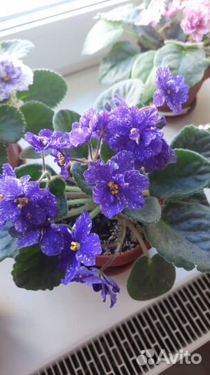 Детки сортовых фиалок