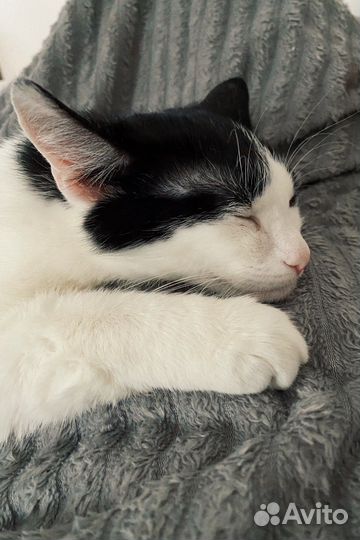 Кошка Ева в добрые руки