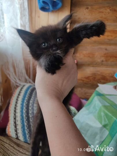 Черные котята