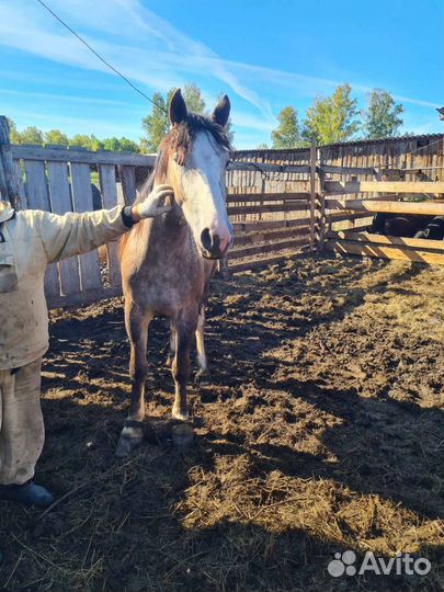 Кобыла тяжеловоз