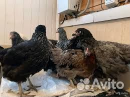 Куры несушки молодки
