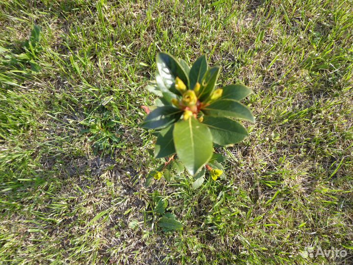 Продам лавр благородный