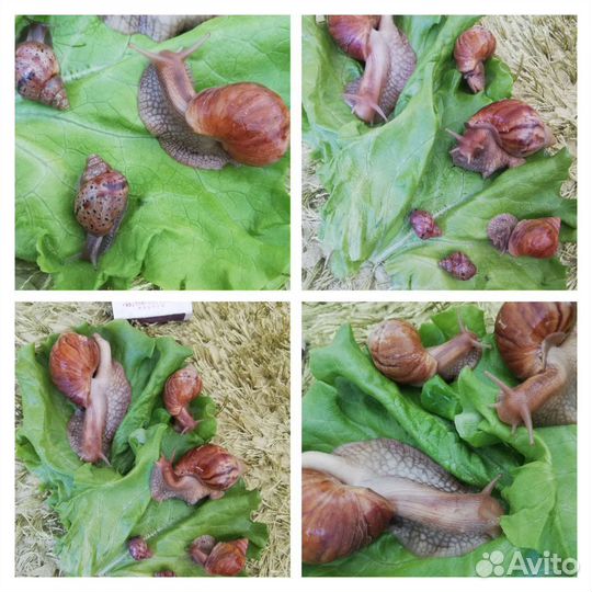 Улитки ахатины