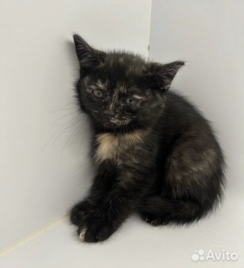 Котенок девочка 2-3 месяца