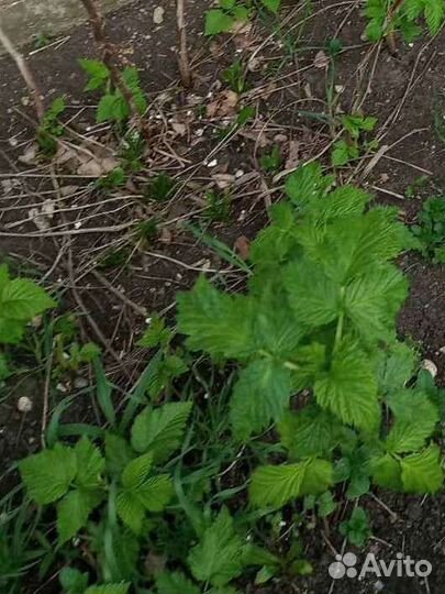 Малина жёлтая саженцы