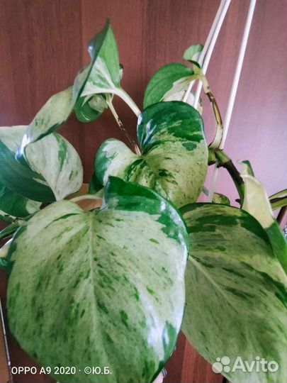 Сциндапсус, эпипремнум