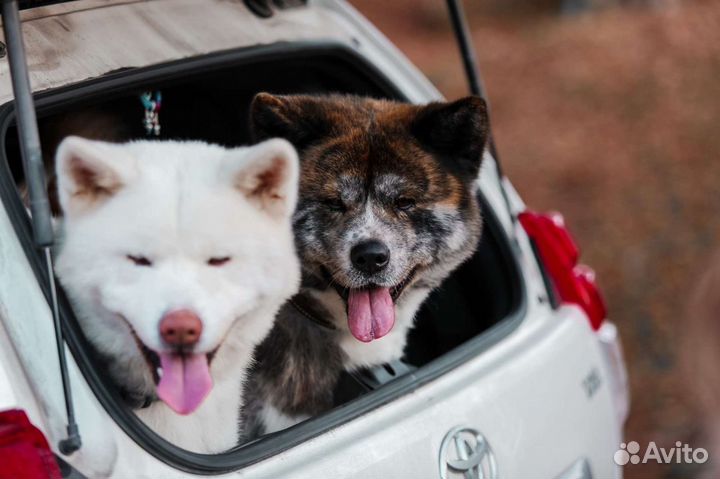 Акиты Ину Вязка