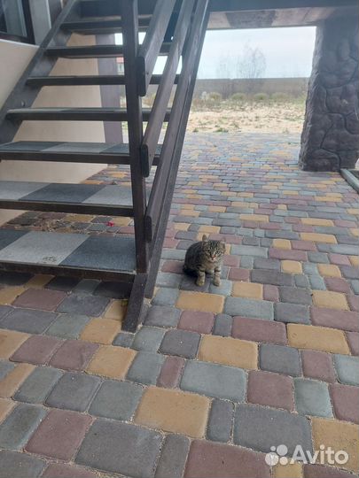 Котята с херсонской области в добрые руки