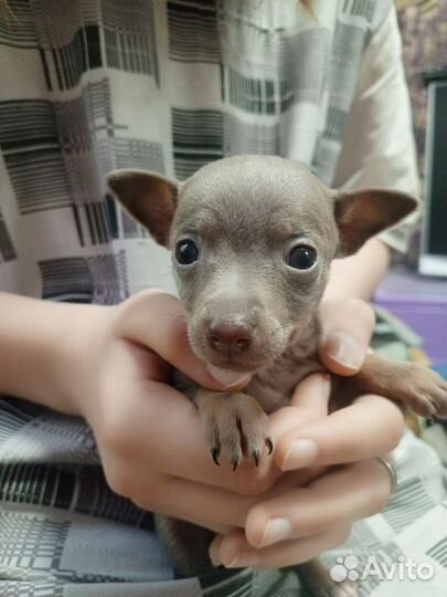 Щенки тойтерьер, бронь