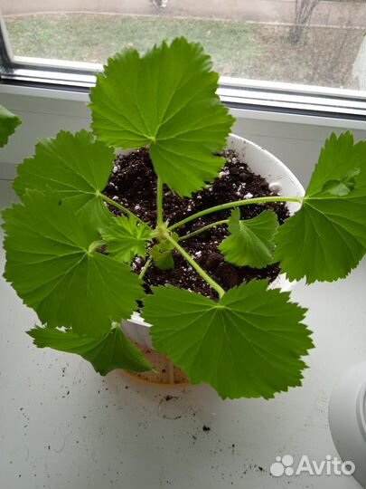 Пеларгония герань