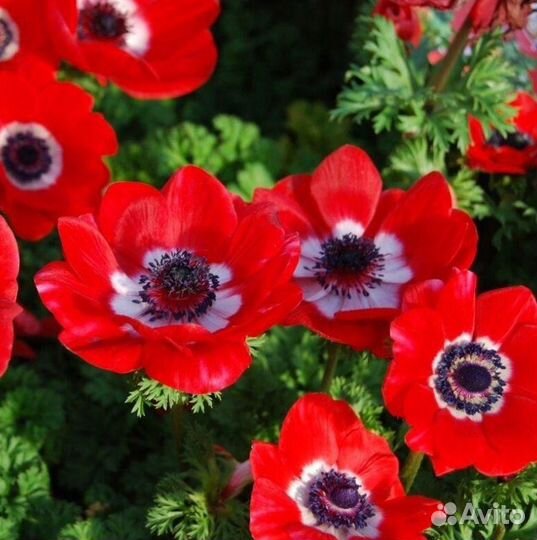 Анемона ди Каен клубни микс