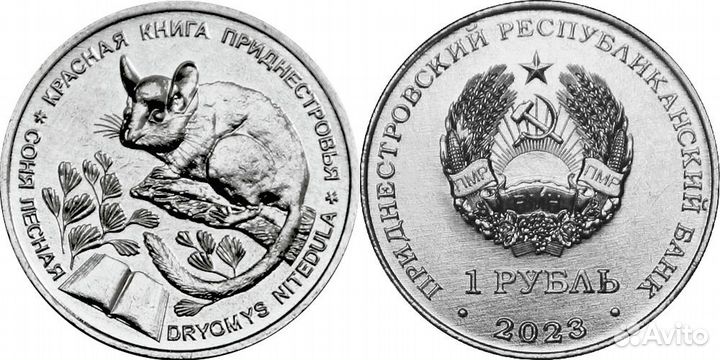 Приднестровье 2023 Соня лесная