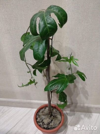 Лекарственные и домашние цветы