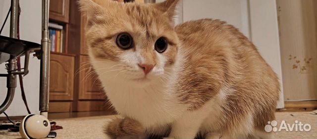 Кот дорогой породы порода алабай класический объявление продам