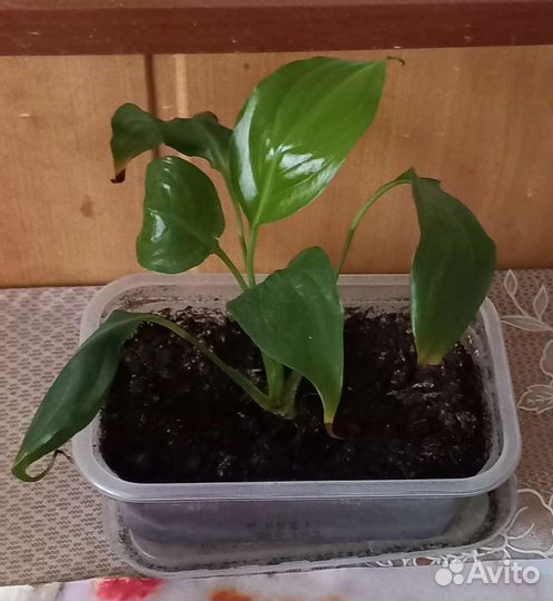 Спатифиллум