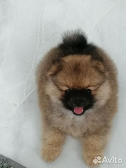 Собака Померанский шпиц