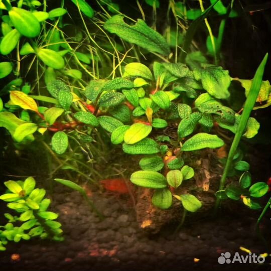 Буцефаландры