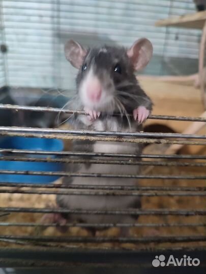 Отдам крысят бесплатно