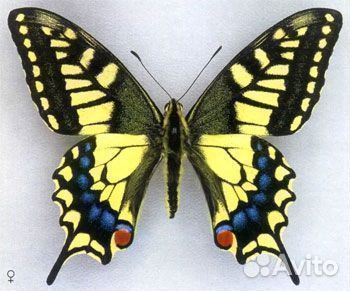 Живые Бабочки т/б-138