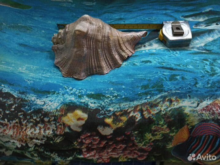 Морская раковина большая 20см/13 см