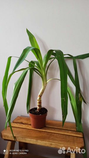 Растения для дома (юкка, ананас, агла, драцена