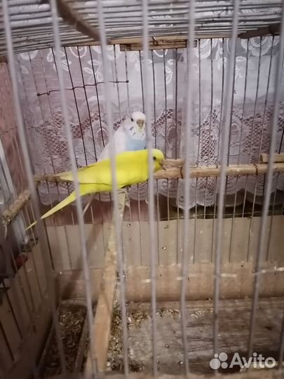 Волнистый попугай