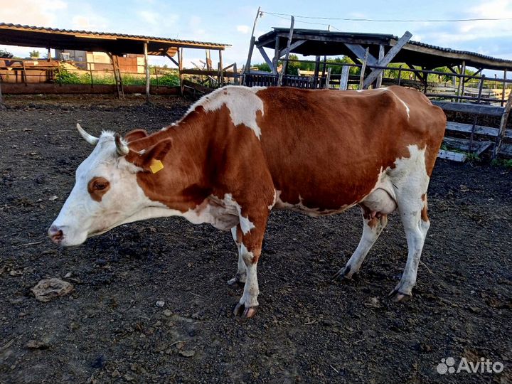 Коровы дойные