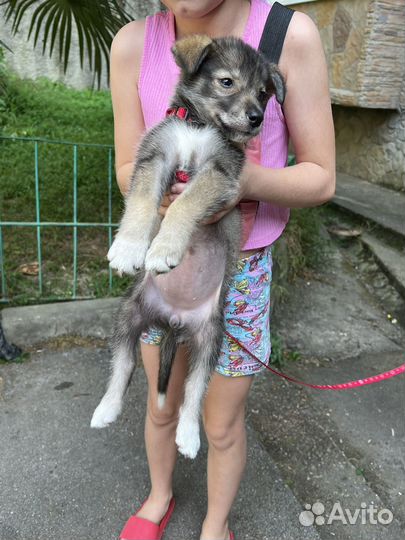 Щенок в добрые руки