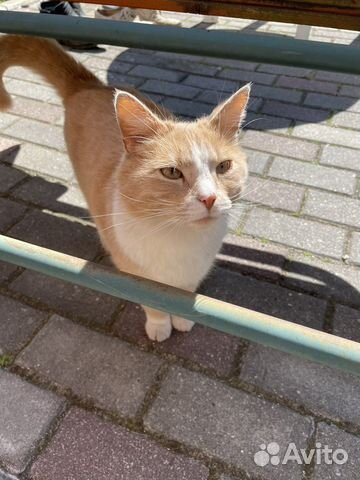 Кот в добрые руки