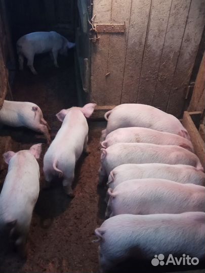 Поросята