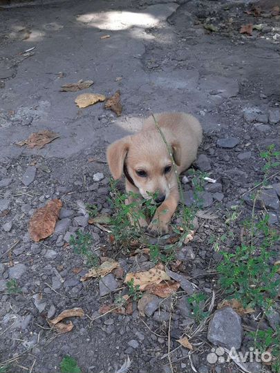 Щенок полупородистый бесплатно