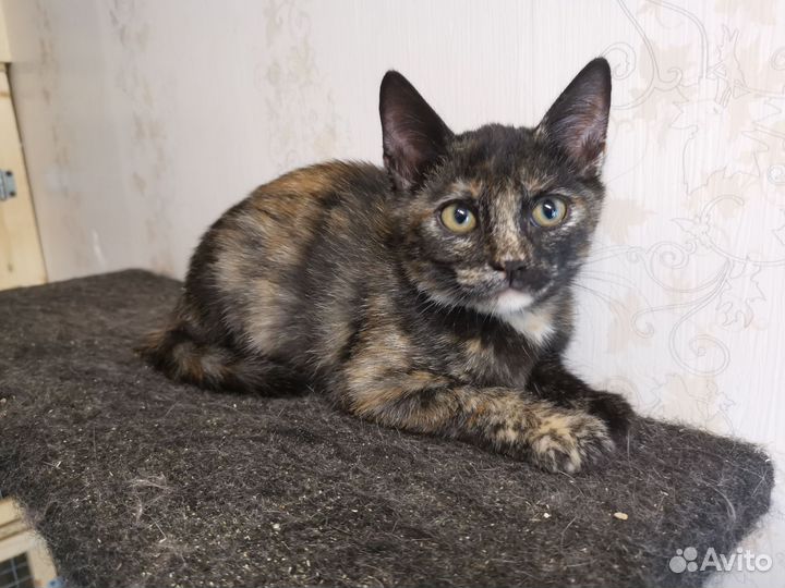 Ласковый котенок от домашней кошки ищет семью