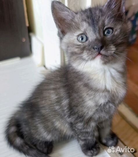 Кошка в дар бесплатно