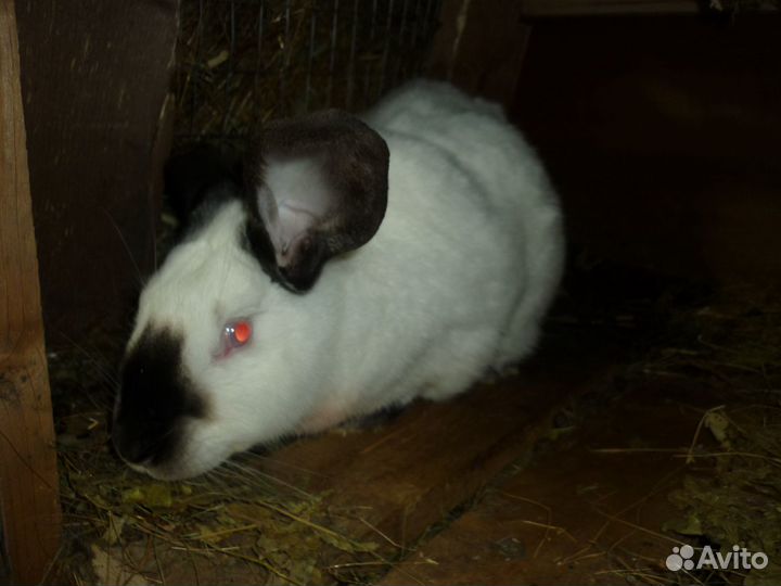 Калифорнийский кролик