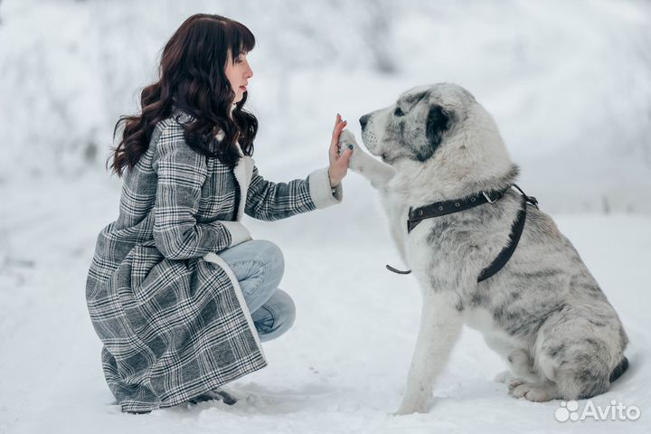Алабай ищет даму сердца