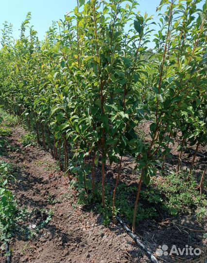 Саженцы плодовых деревьев
