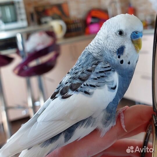 Волнистый попугай, мальчик