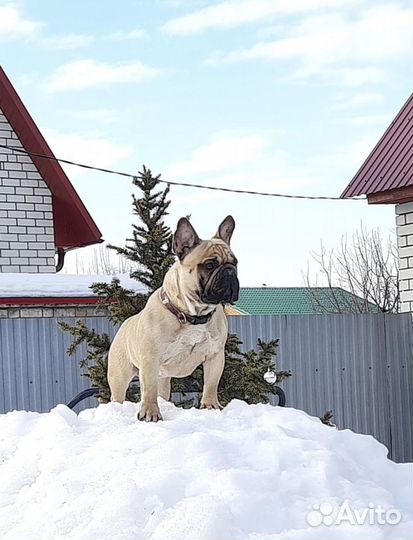 Французский бульдог