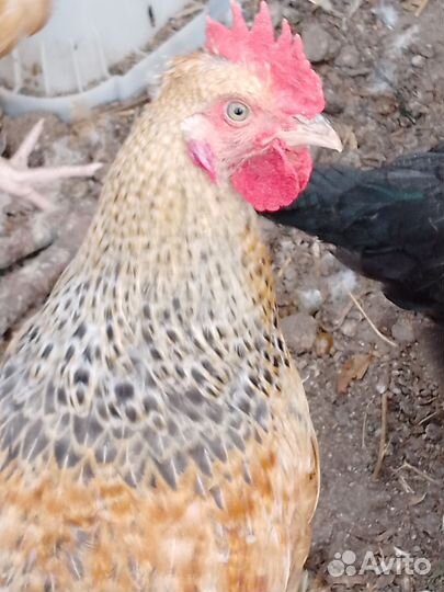 Молодые петушки