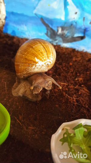 Улитка Ахатина