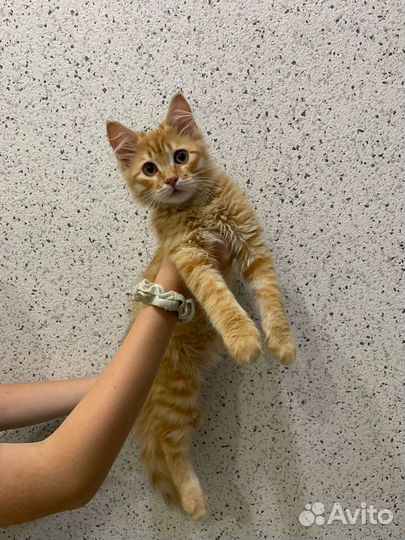 Котенок мальчик рыжий в дар