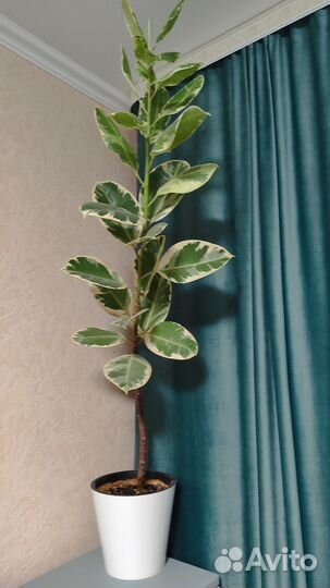 Фикус эластика тинеке