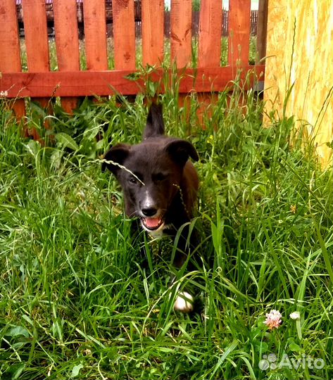 Щенки в дар