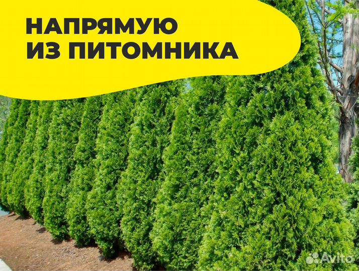 Туя брабант оптом