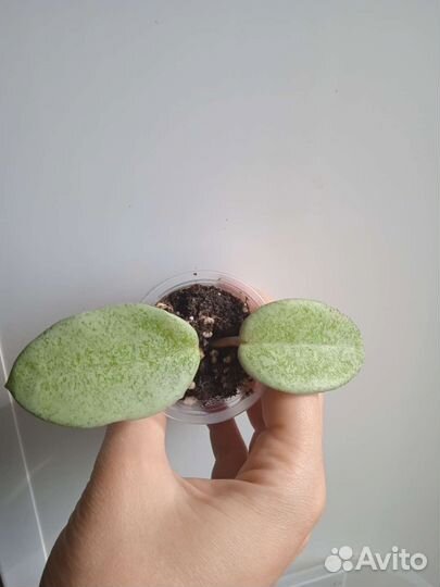 Хойя Nova Ghost'