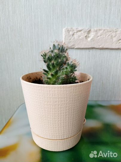 Кактусы и суккуленты